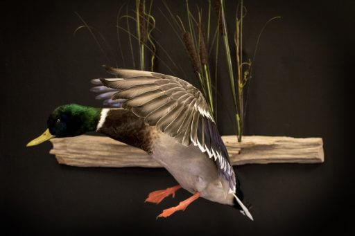 Mallard duck posed as if coming in for a landing. This is a variation of the 