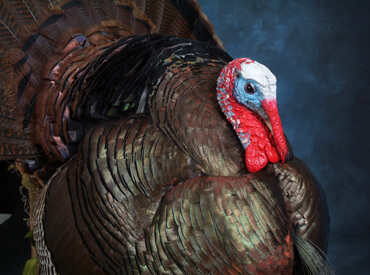 Detail of turkey mount two