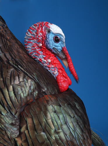 Detail of turkey mount