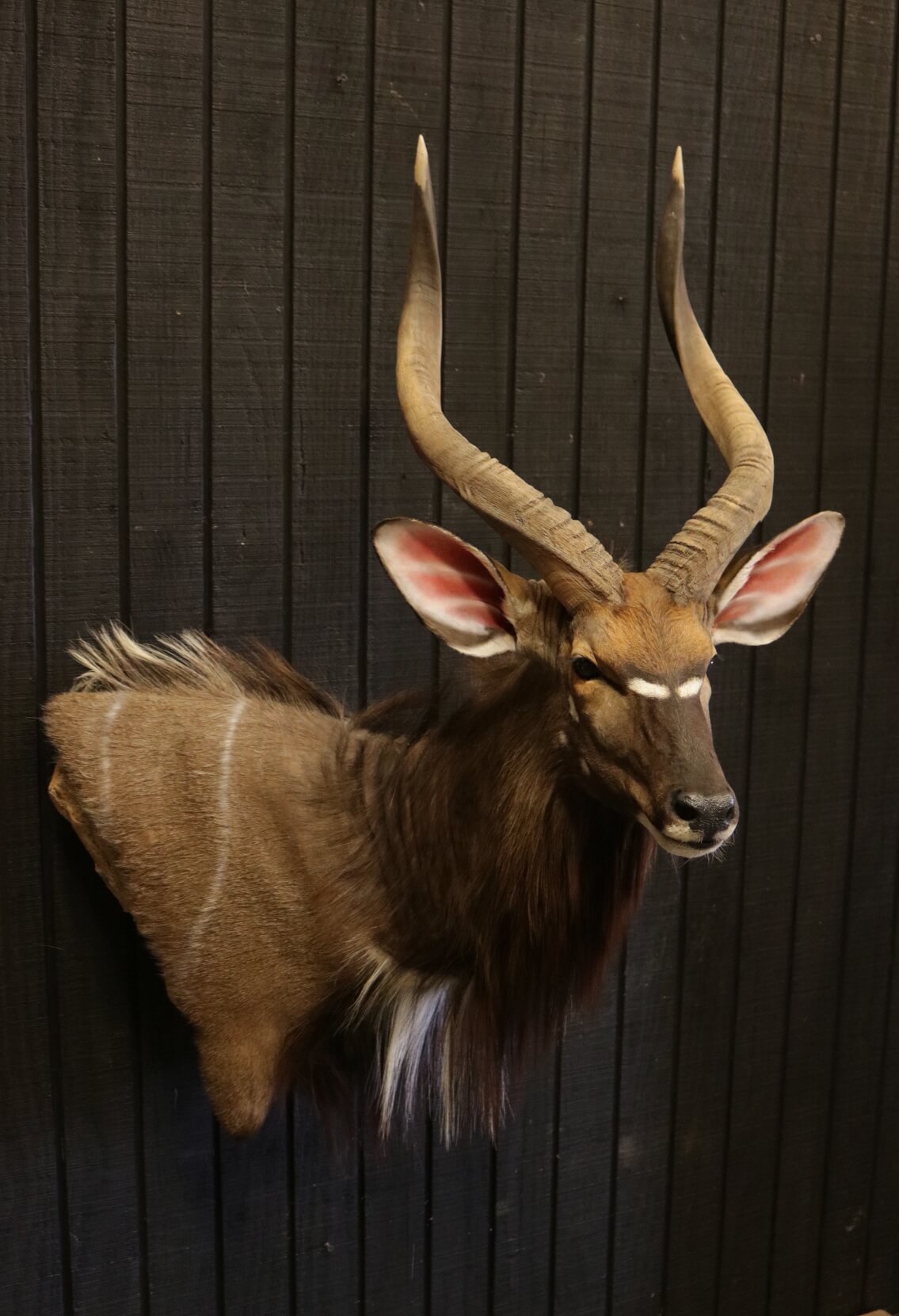 African Shoulder Mounts - Vanderpol Taxidermy