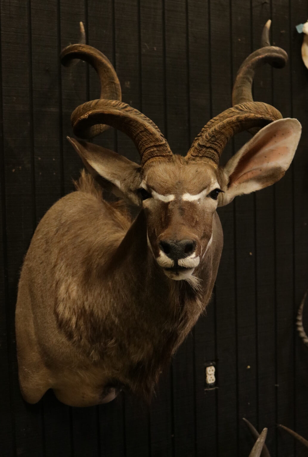 African Shoulder Mounts - Vanderpol Taxidermy