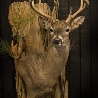 Whitetail Deer on Wall Pedestal Form with a Driftwood Panel plus Habitat