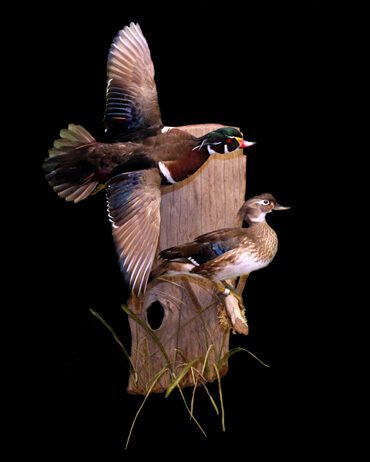 Male and female wood duck habitat display