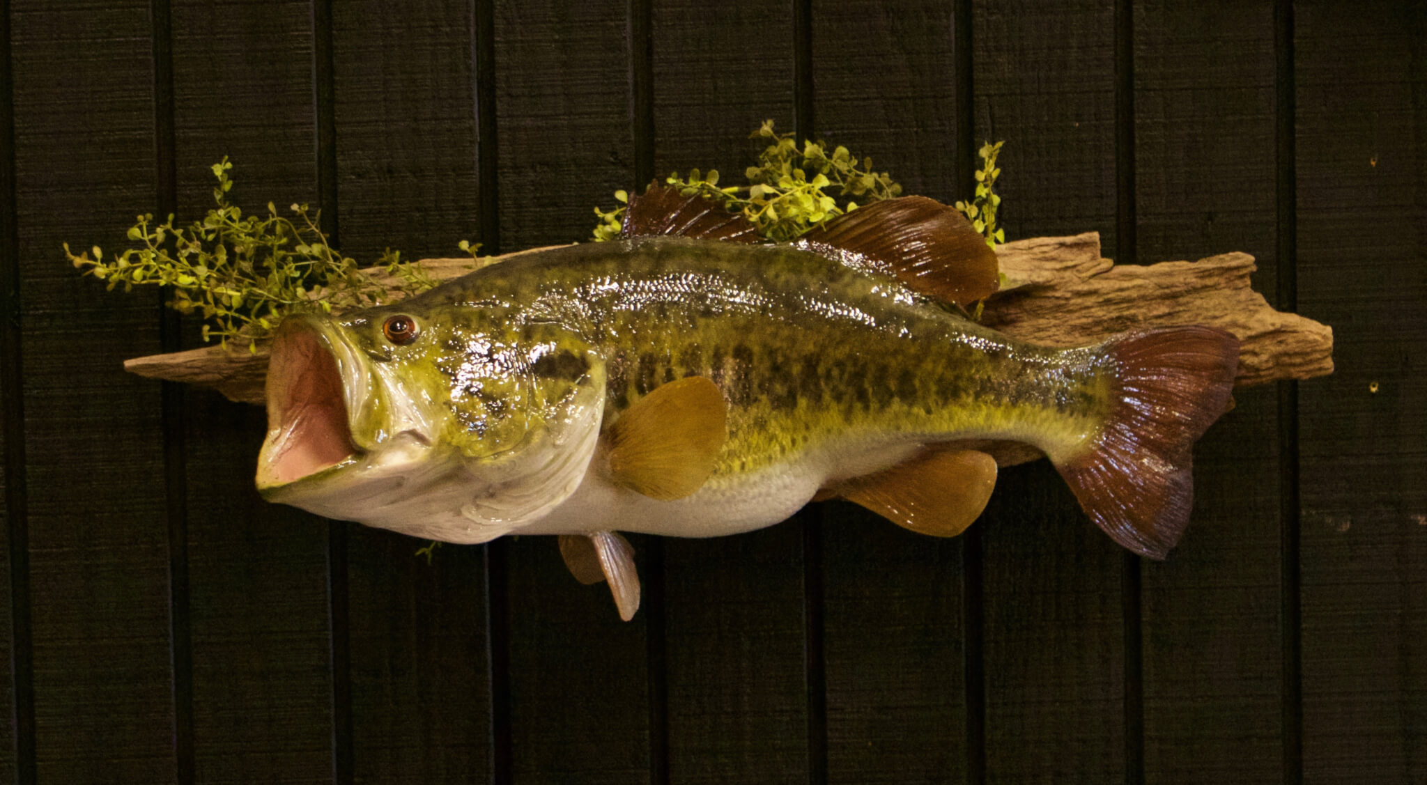 Freshwater Fish - Vanderpol Taxidermy