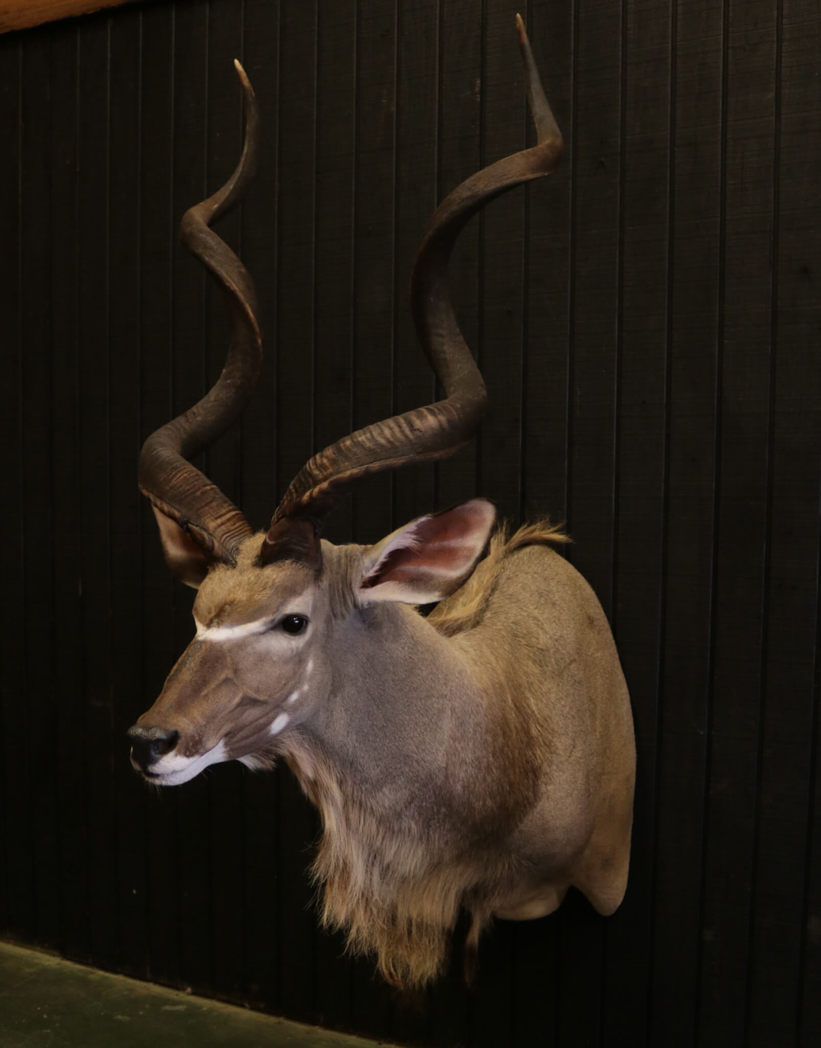 African Shoulder Mounts - Vanderpol Taxidermy