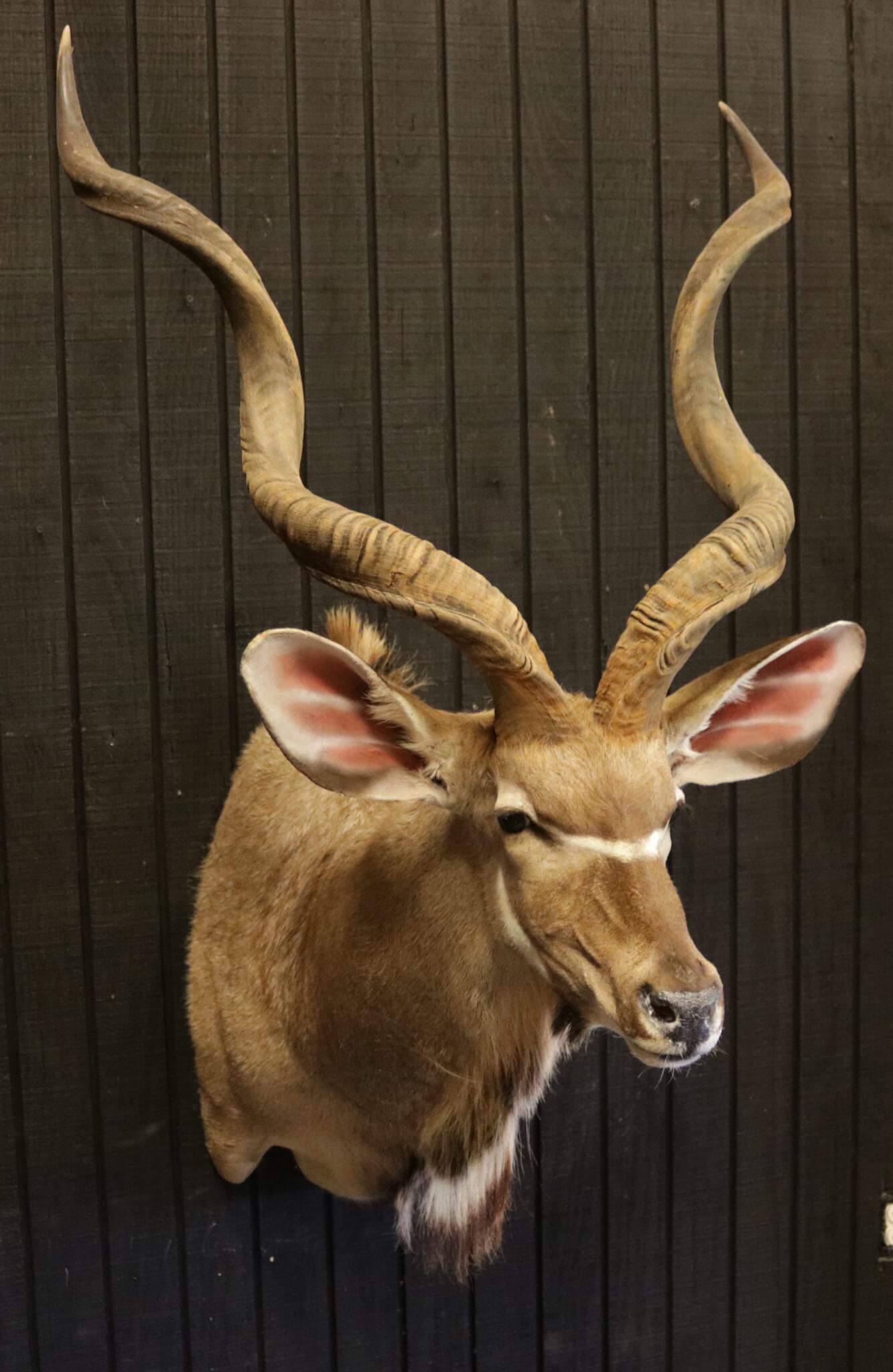 African Shoulder Mounts - Vanderpol Taxidermy