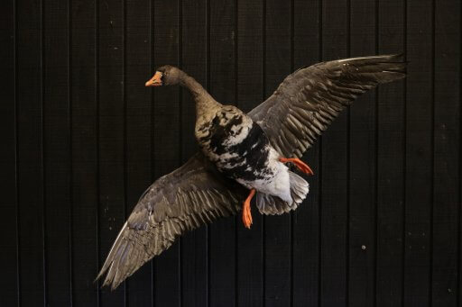 White Fronted goose