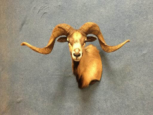 Big Horn Sheep shoulder mount