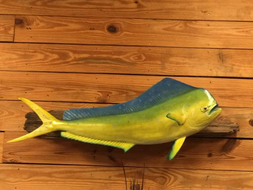 Bull Dolphinfish on driftwood display