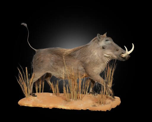 Warthog habitat display