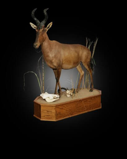 African game full mount with habitat display