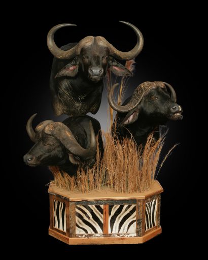 Cape buffalo shoulder mounts with habitat display on dark background