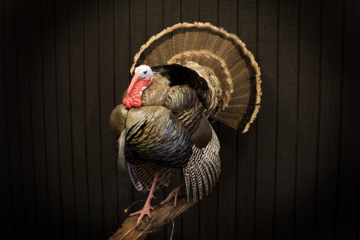 Eastern turkey full mount on display square