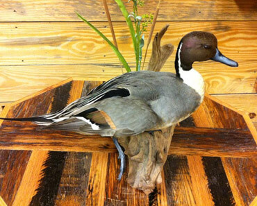 Pintail duck on habitat display